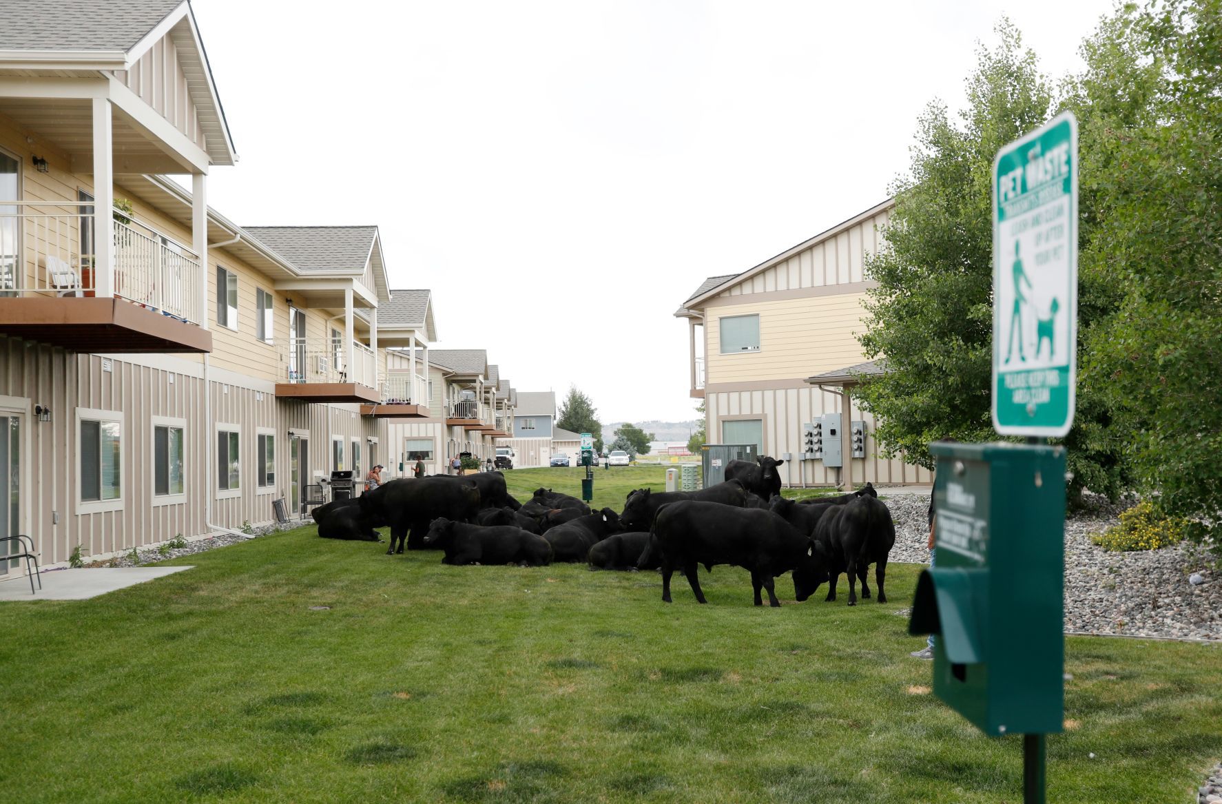 Bulls on the loose